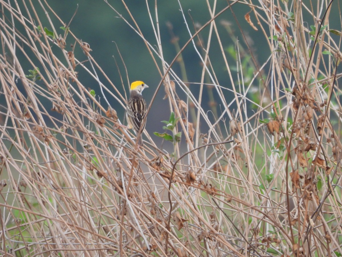 Baya Weaver - ML620263180