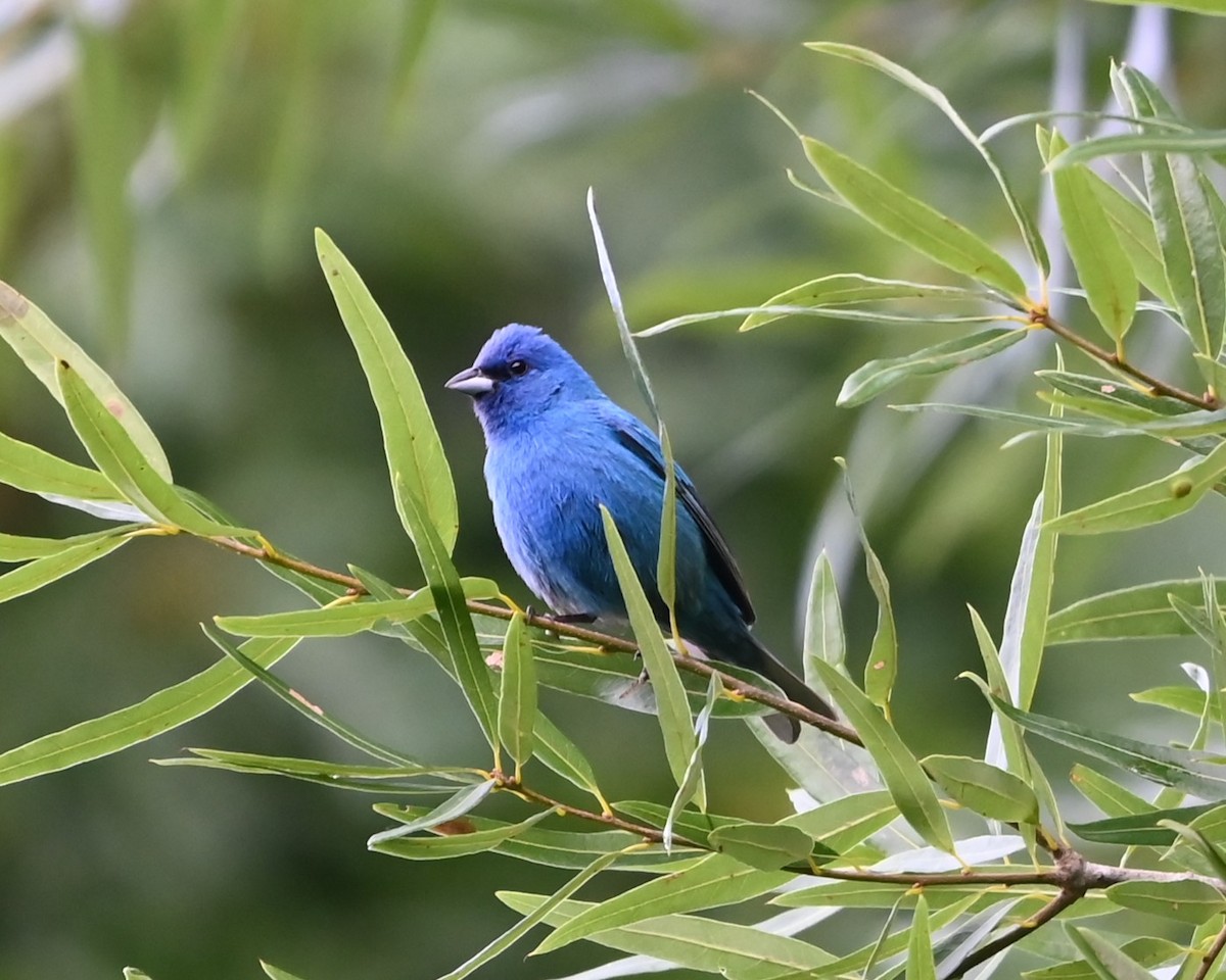 Indigo Bunting - ML620263183