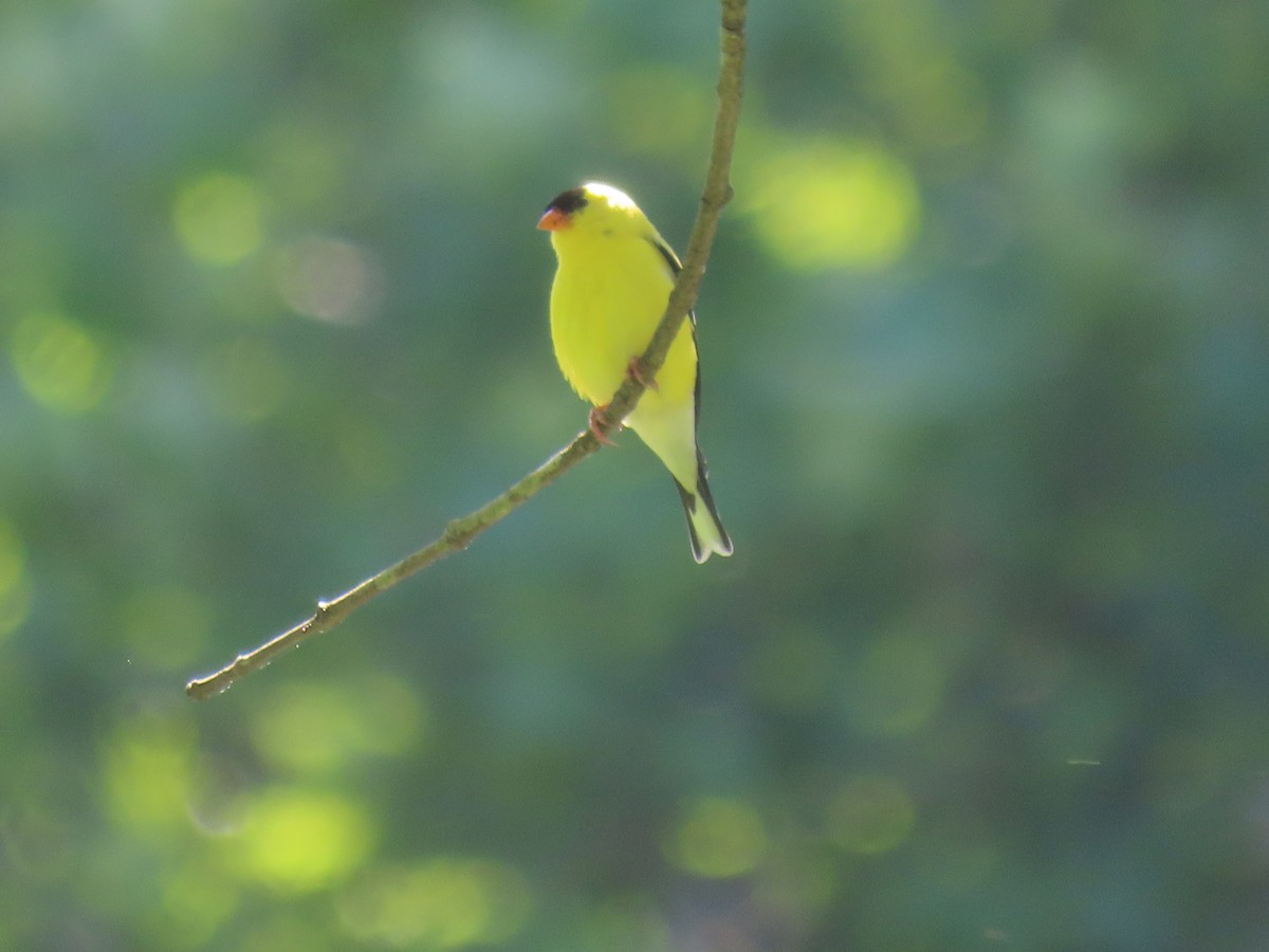 American Goldfinch - ML620263187