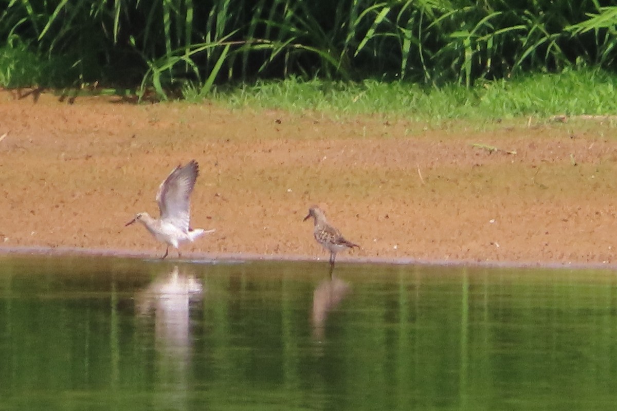 White-rumped Sandpiper - ML620263189