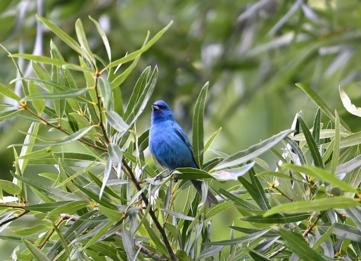 Indigo Bunting - ML620263195