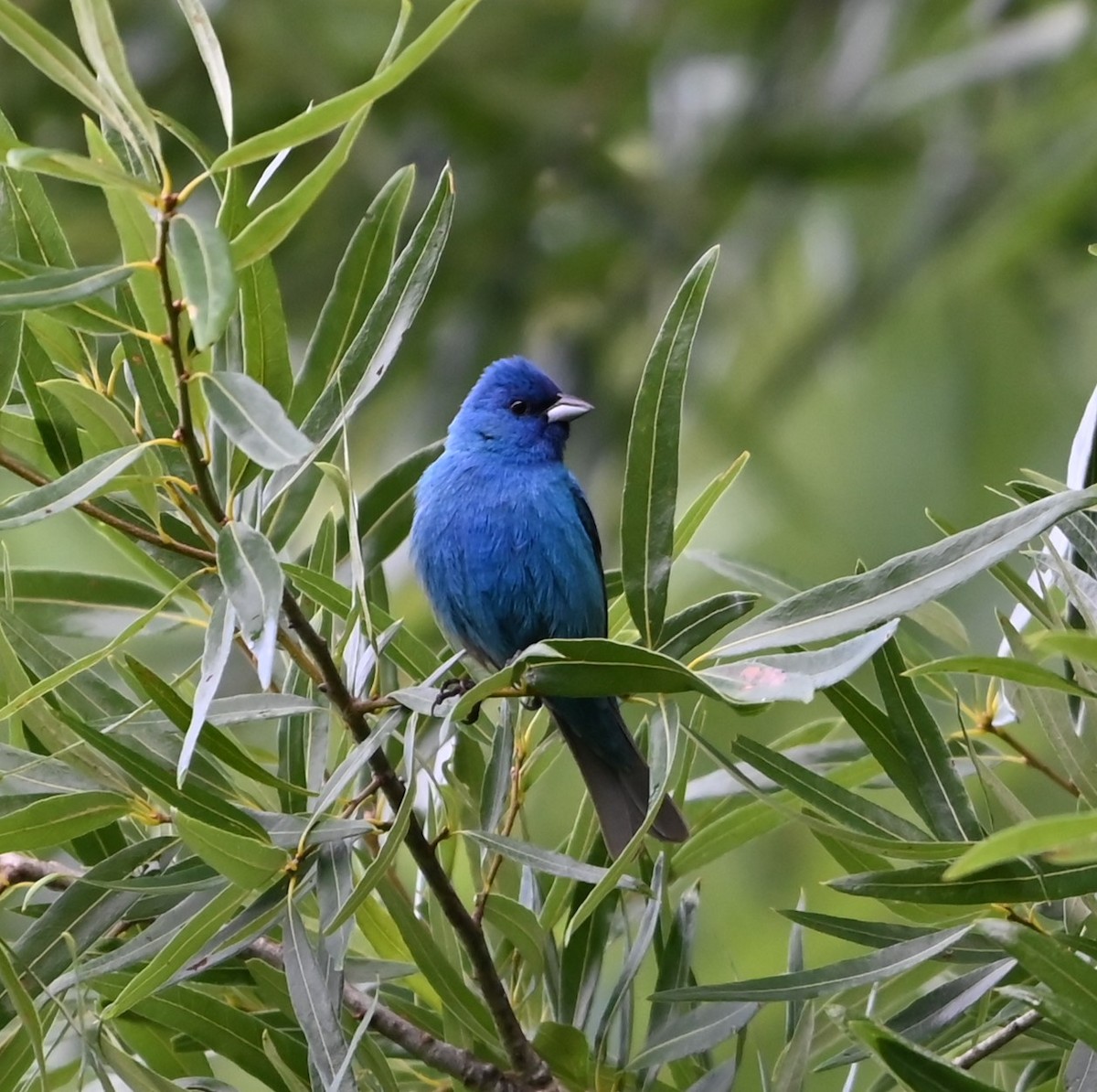 Indigo Bunting - ML620263200