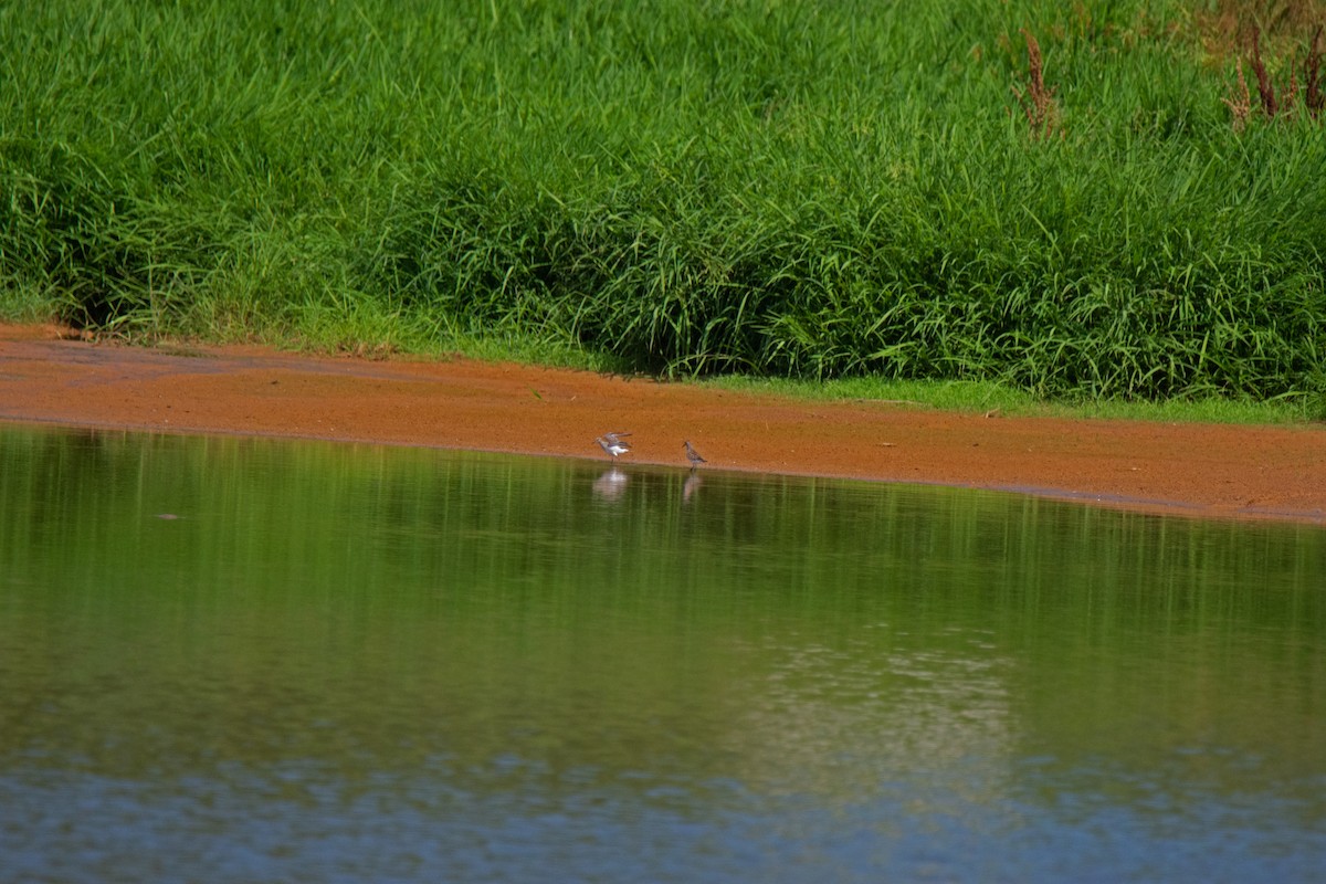 White-rumped Sandpiper - ML620263203