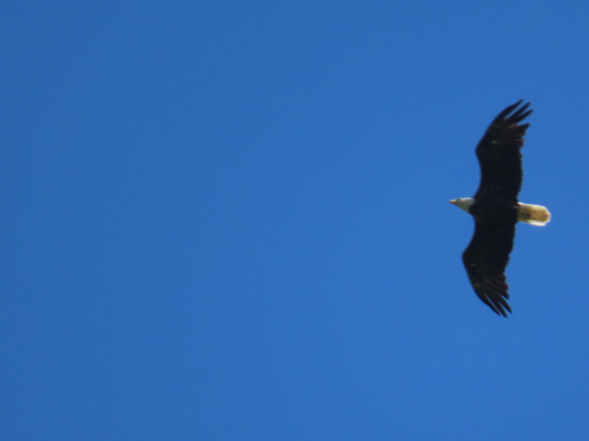 Bald Eagle - ML620263207