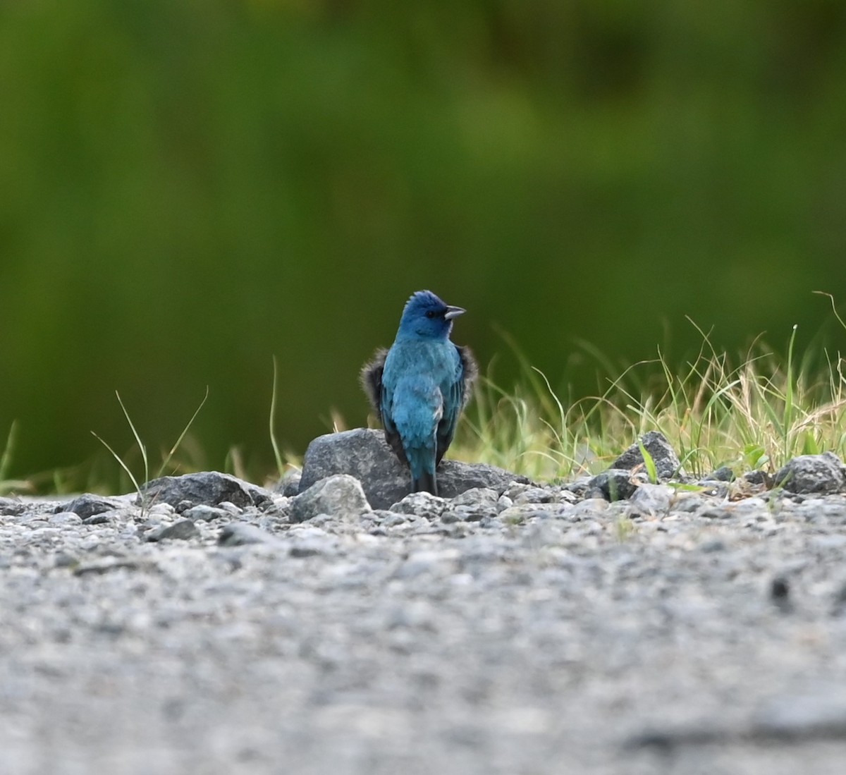 Indigo Bunting - ML620263210
