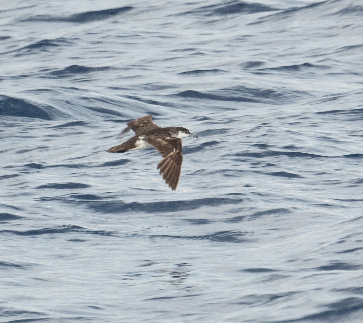 Audubon's Shearwater - ML620263212