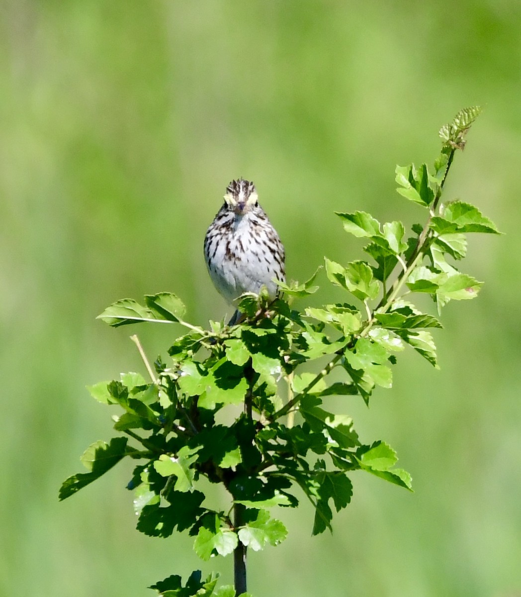 Song Sparrow - ML620263215