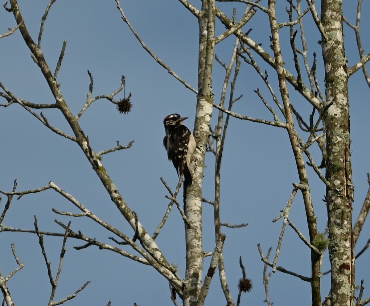 Downy Woodpecker - ML620263220