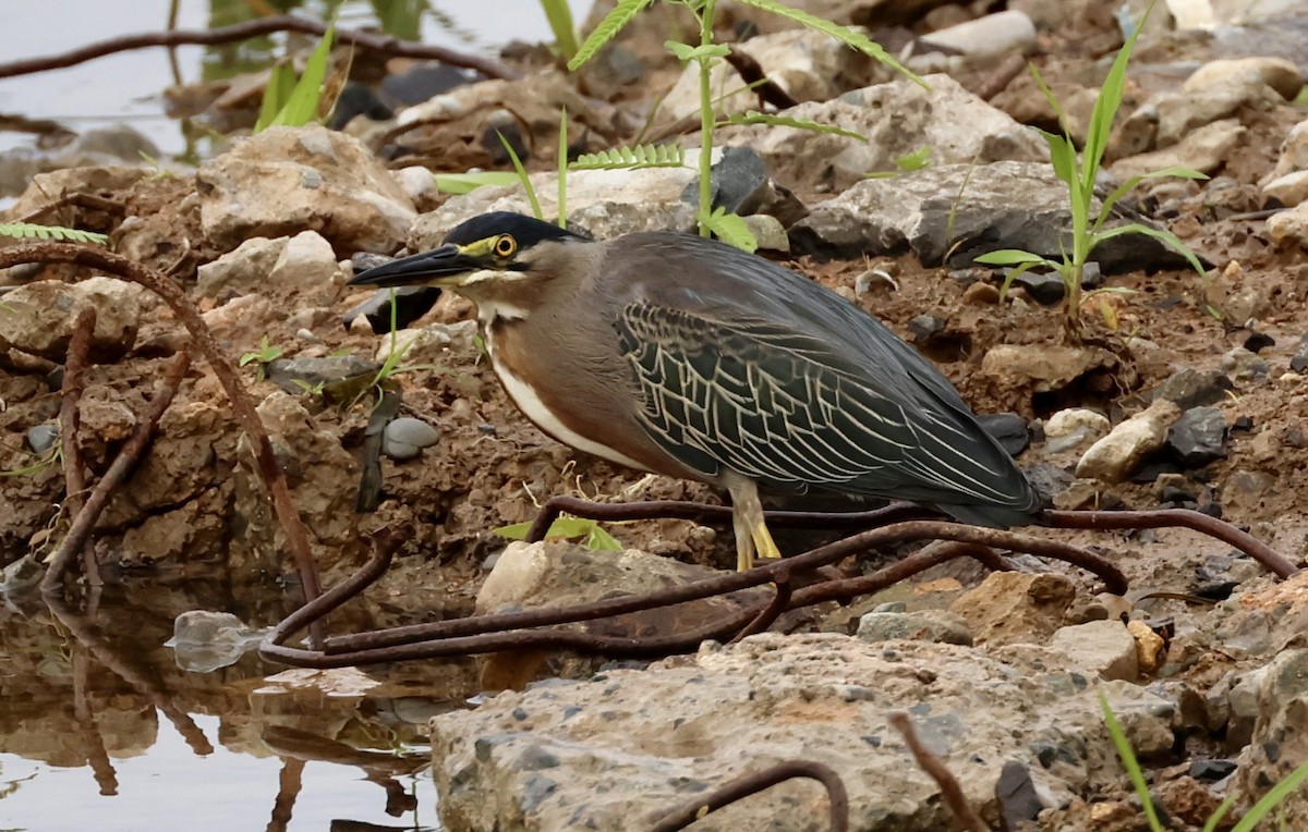 Striated Heron - ML620263225