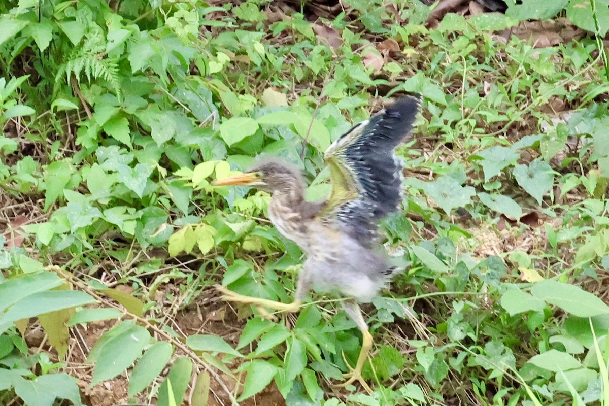 Striated Heron - ML620263229