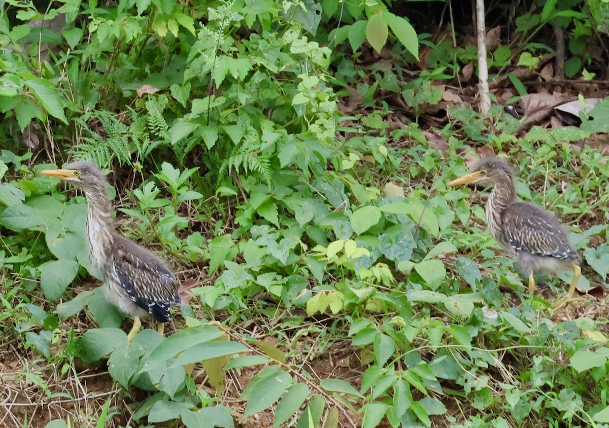 Striated Heron - ML620263230