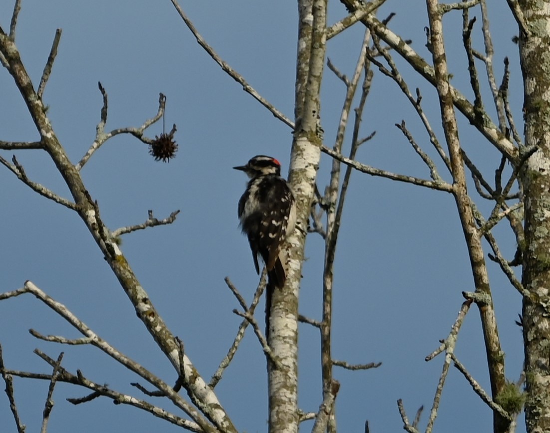 Downy Woodpecker - ML620263234