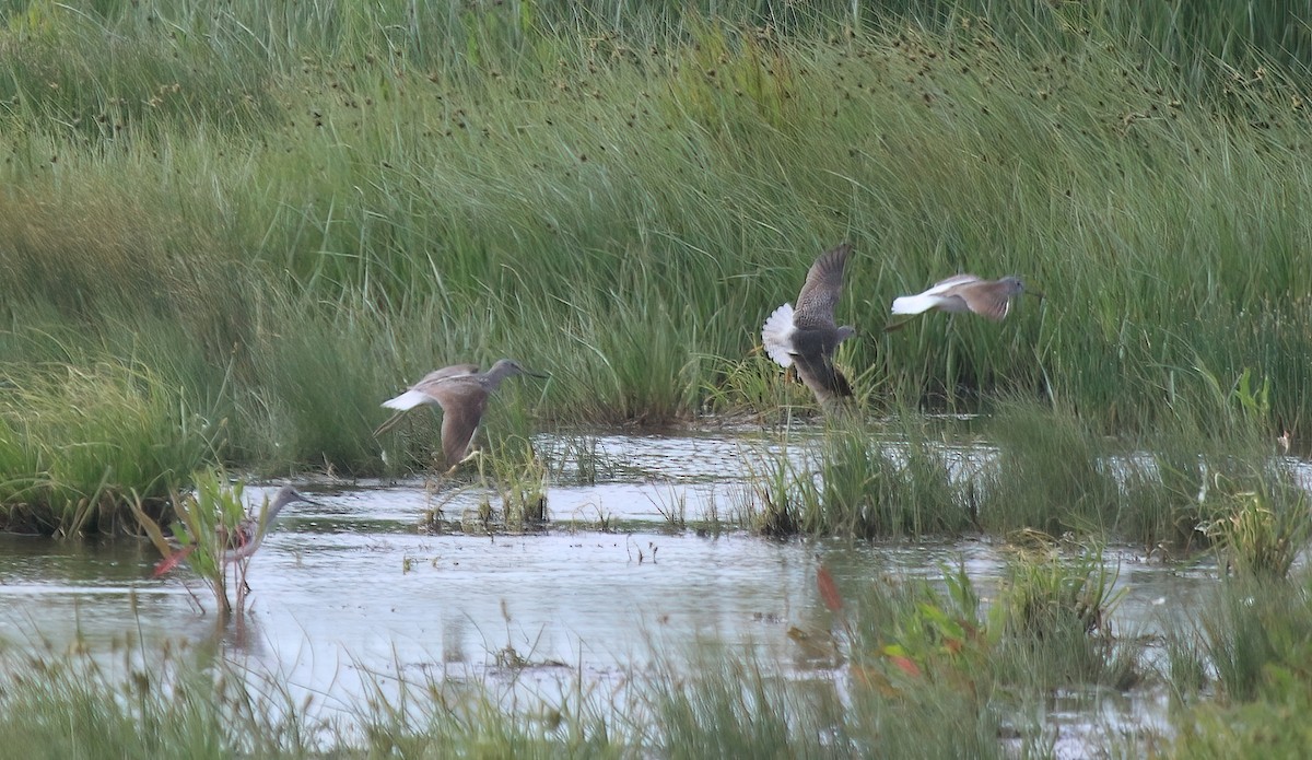 Lesser Yellowlegs - ML620263239