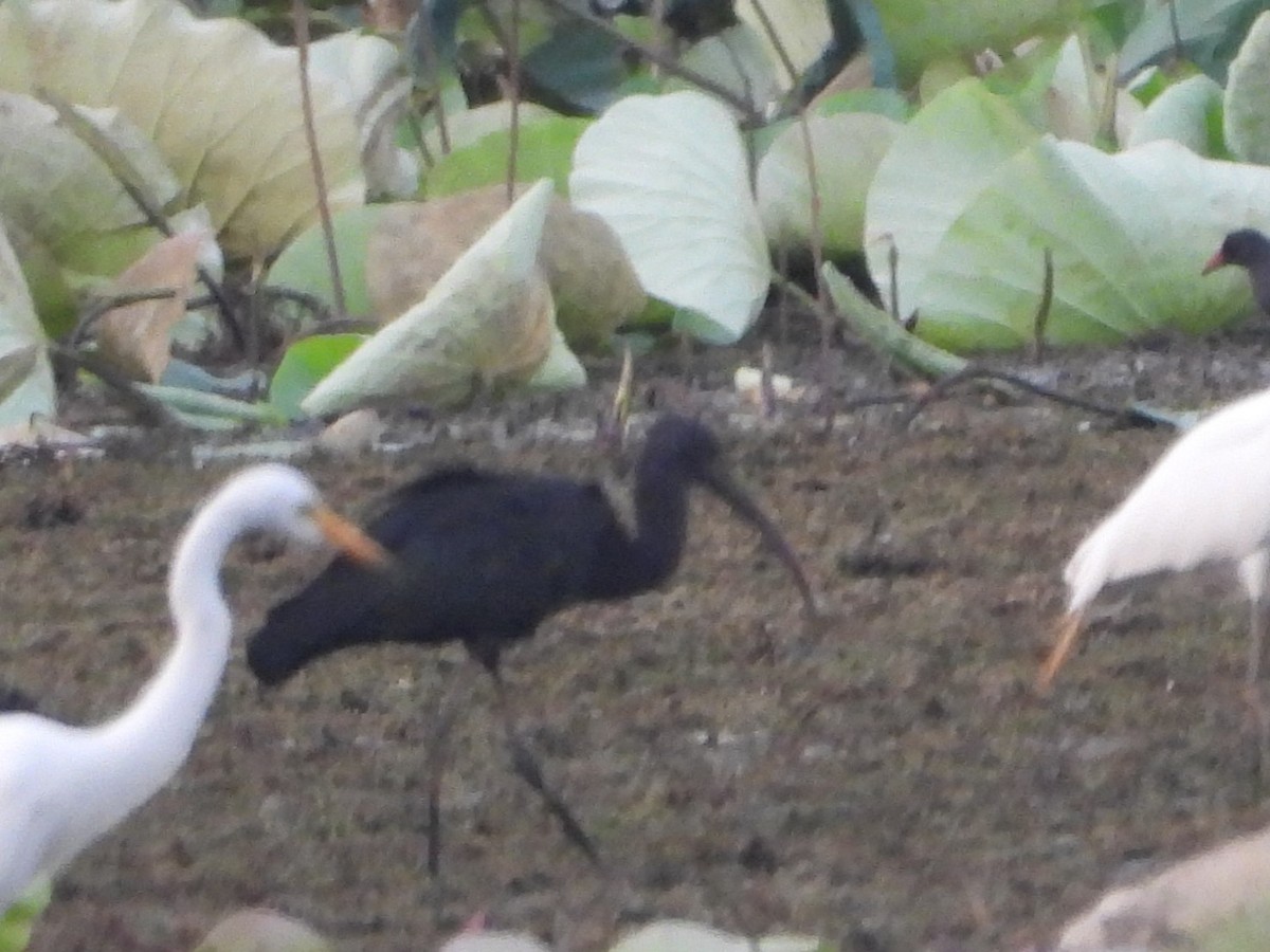 Glossy Ibis - ML620263243