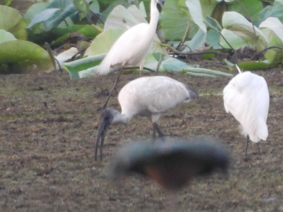 ibis černohlavý - ML620263252