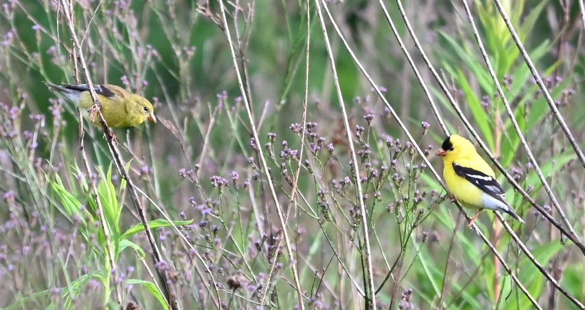 American Goldfinch - ML620263253