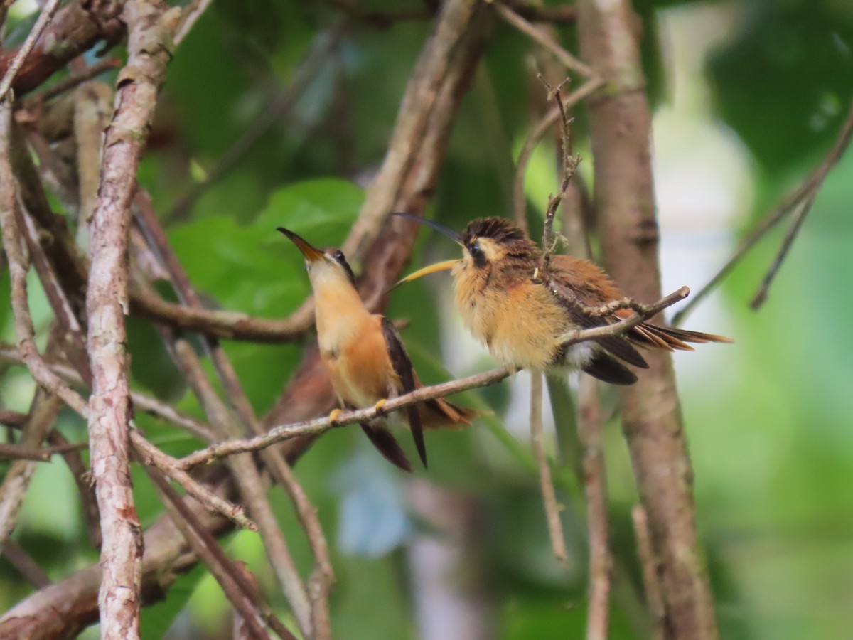 Reddish Hermit - ML620263257