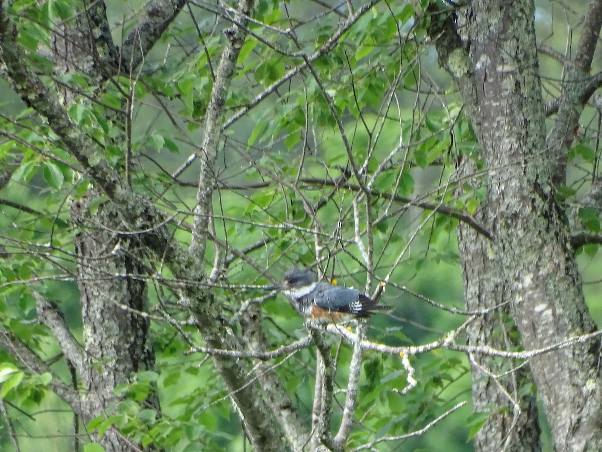 Belted Kingfisher - ML620263258