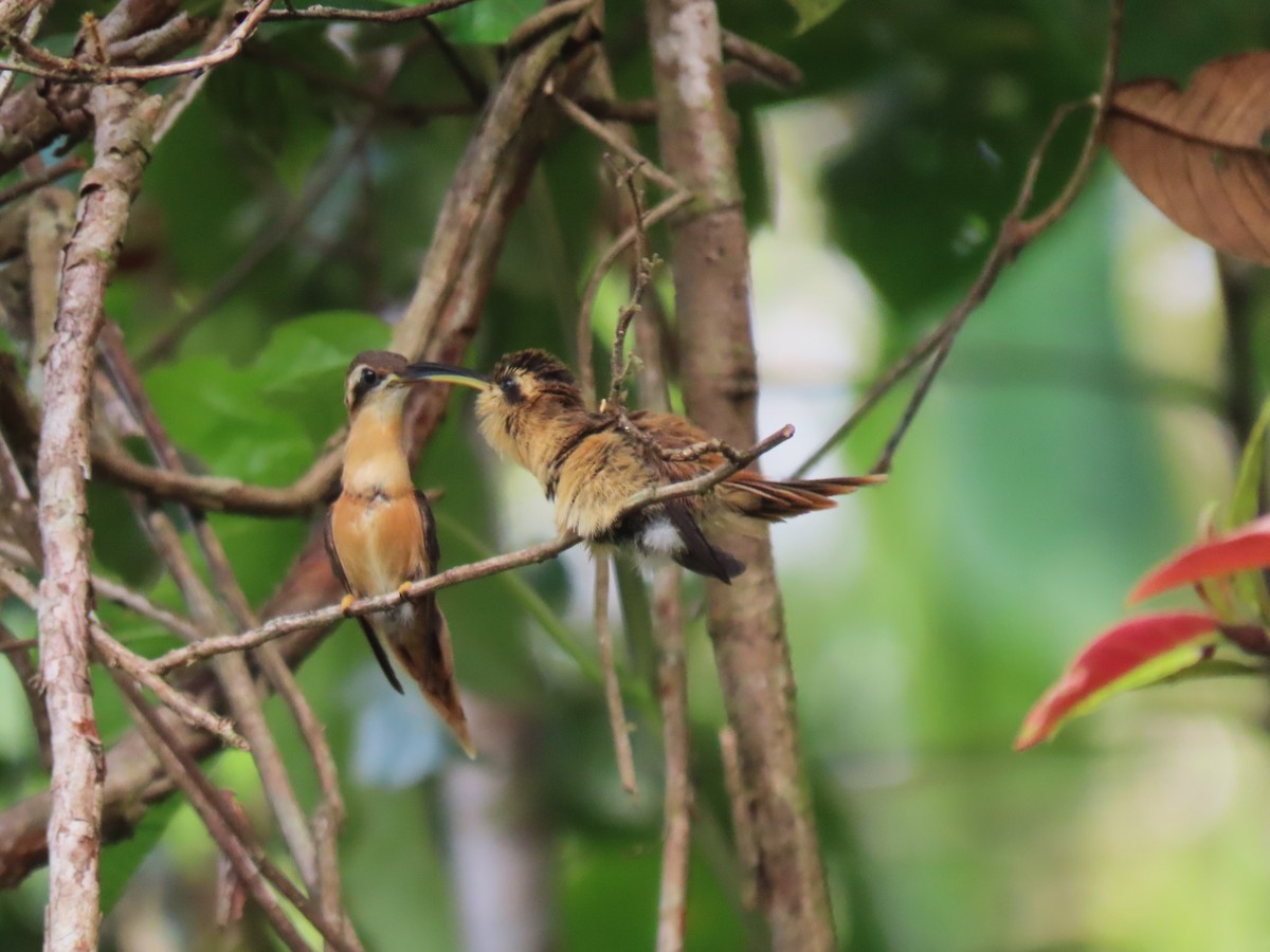 Reddish Hermit - ML620263259