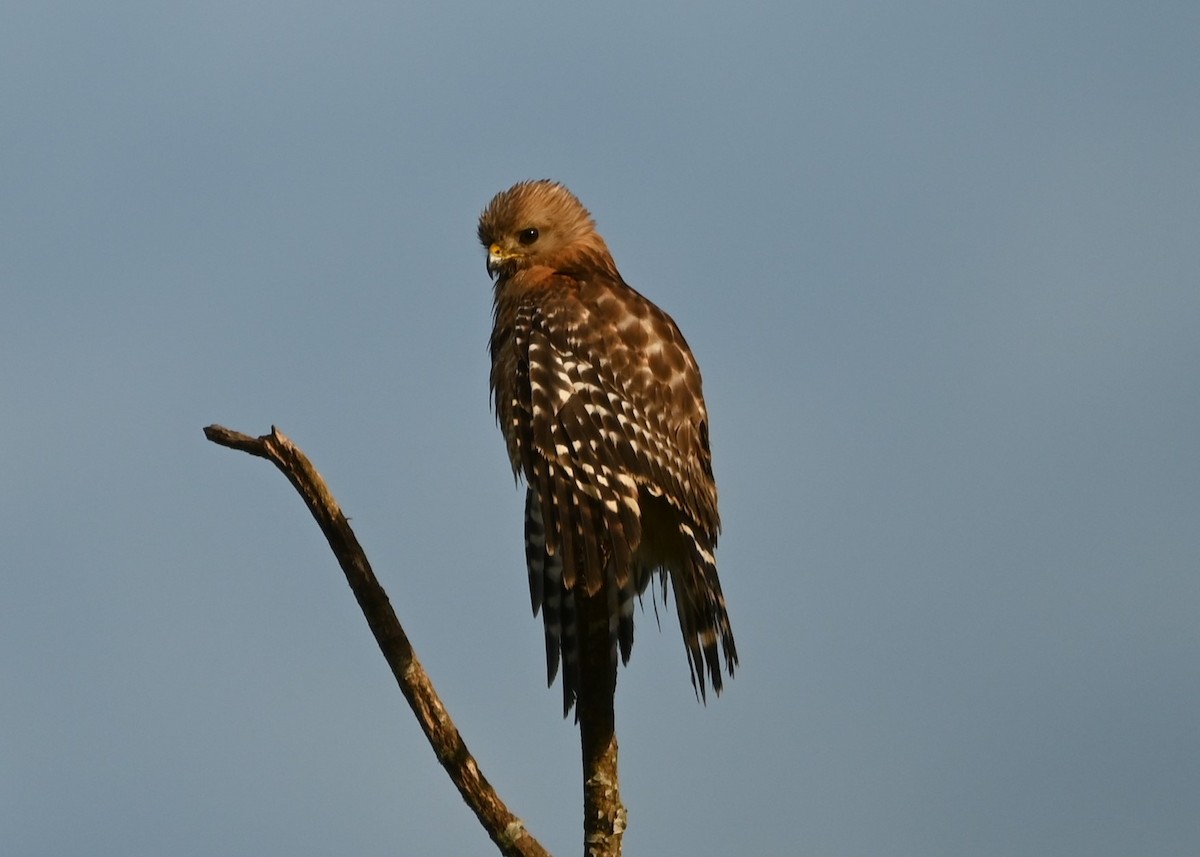 Red-shouldered Hawk - ML620263266