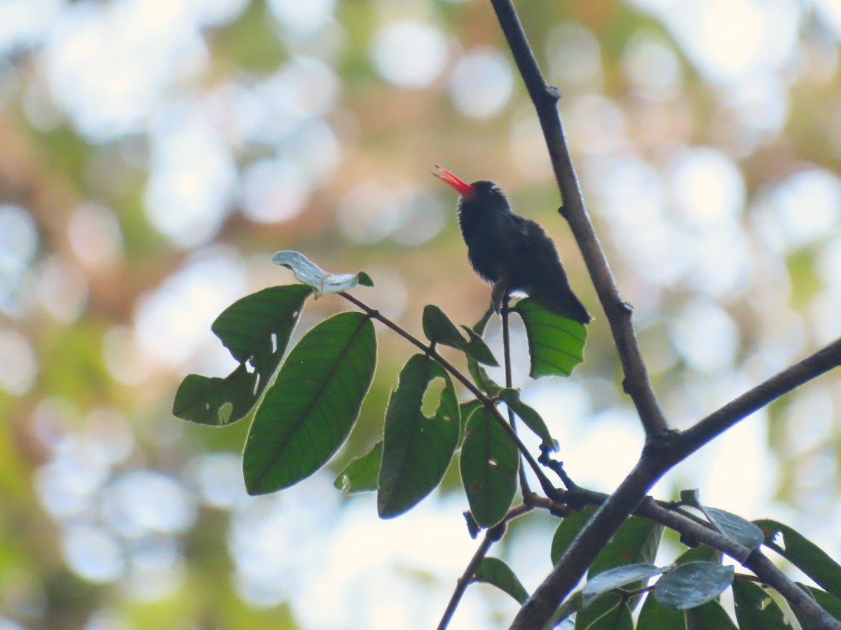 kolibřík bělobradý - ML620263268