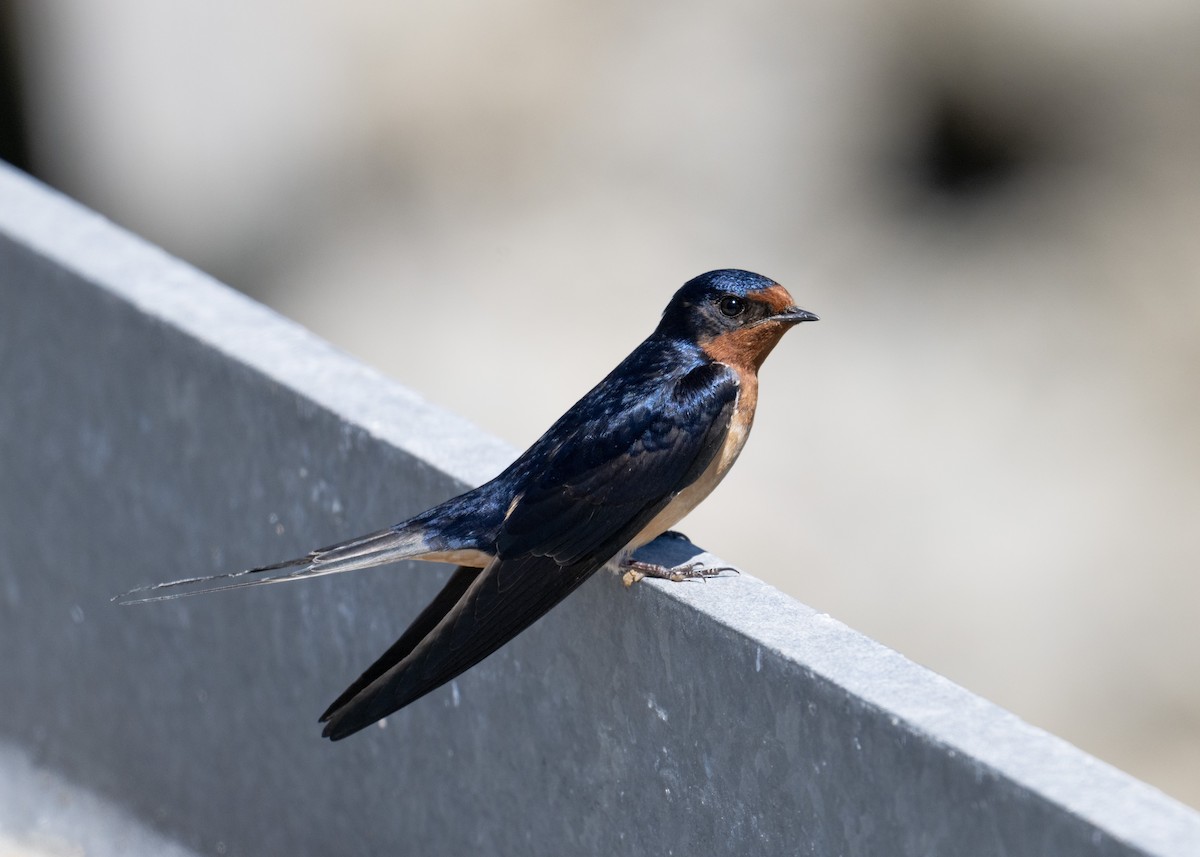 Barn Swallow - ML620263269