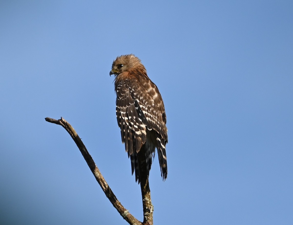 Red-shouldered Hawk - ML620263271