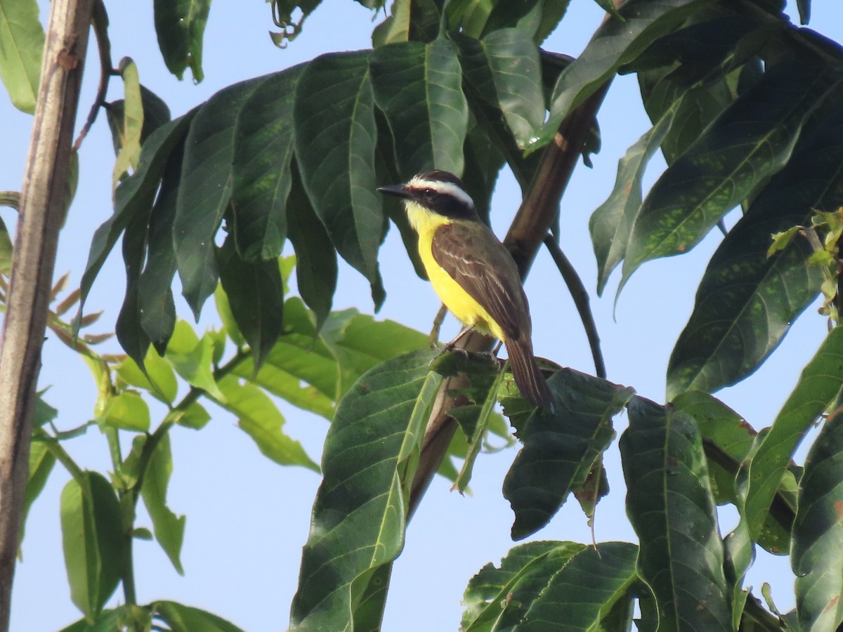 Yellow-throated Flycatcher - ML620263282