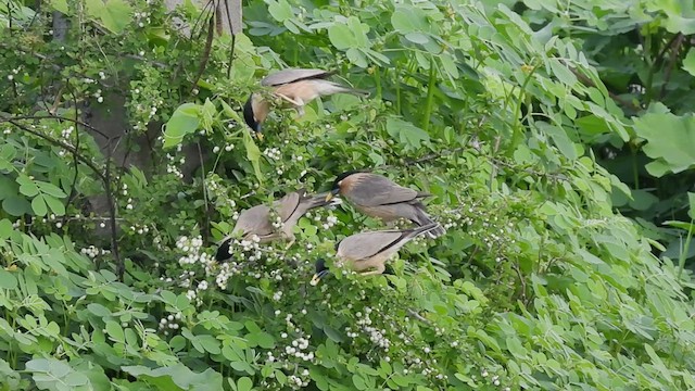 Brahminy Starling - ML620263285