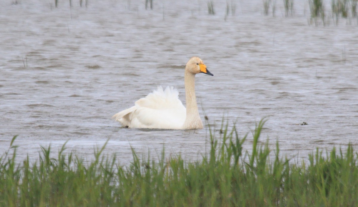 Whooper Swan - ML620263286