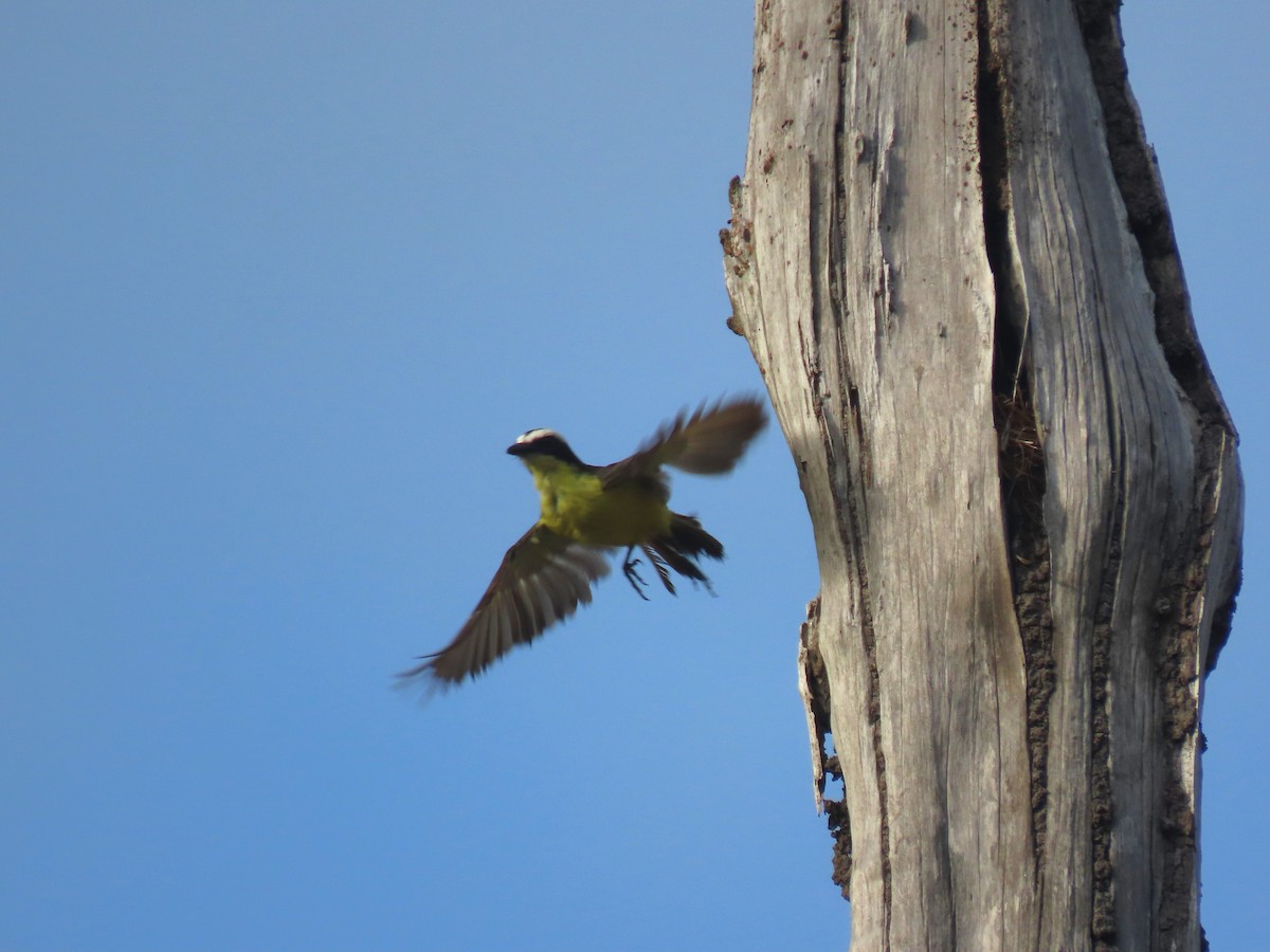 Yellow-throated Flycatcher - Hugo Foxonet