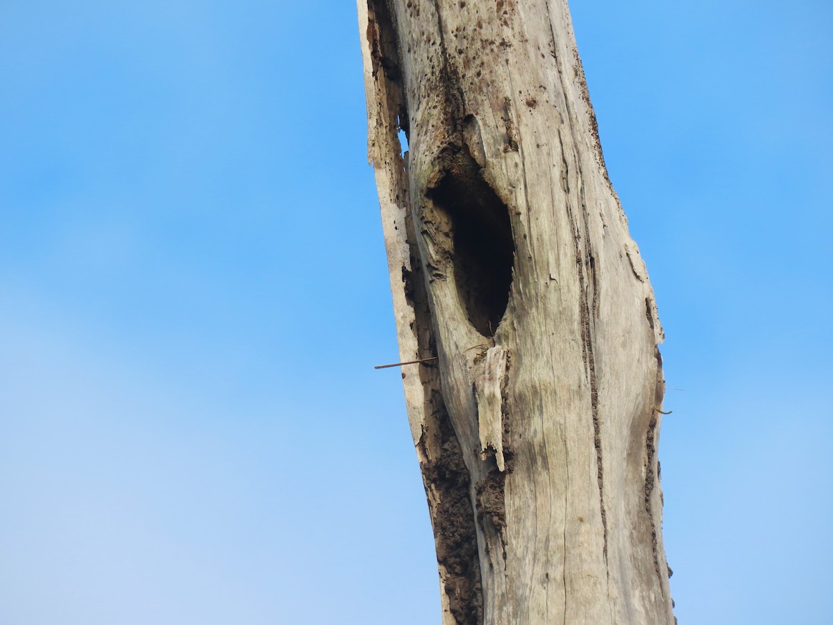 Yellow-throated Flycatcher - ML620263290