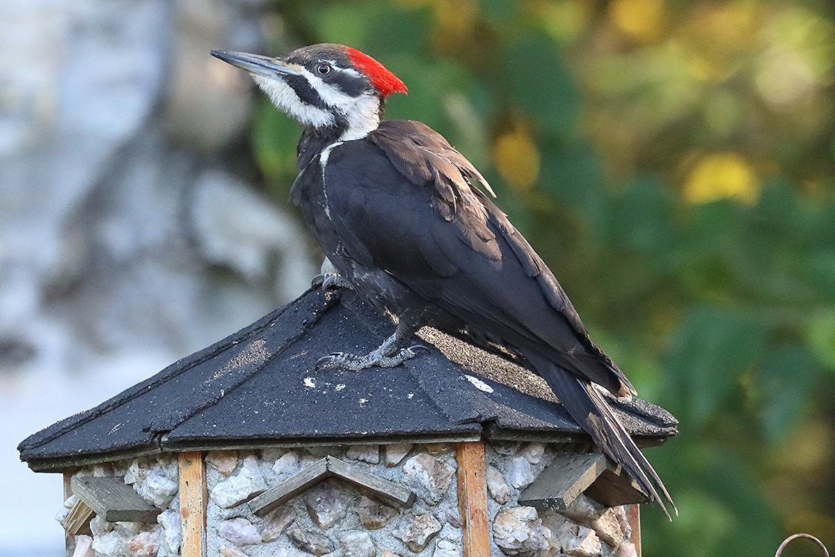 Pileated Woodpecker - Ron and Linda (Tozer) Johnston