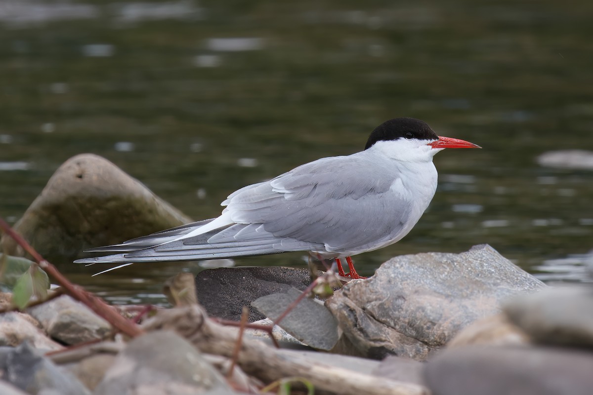 Common Tern - ML620263306