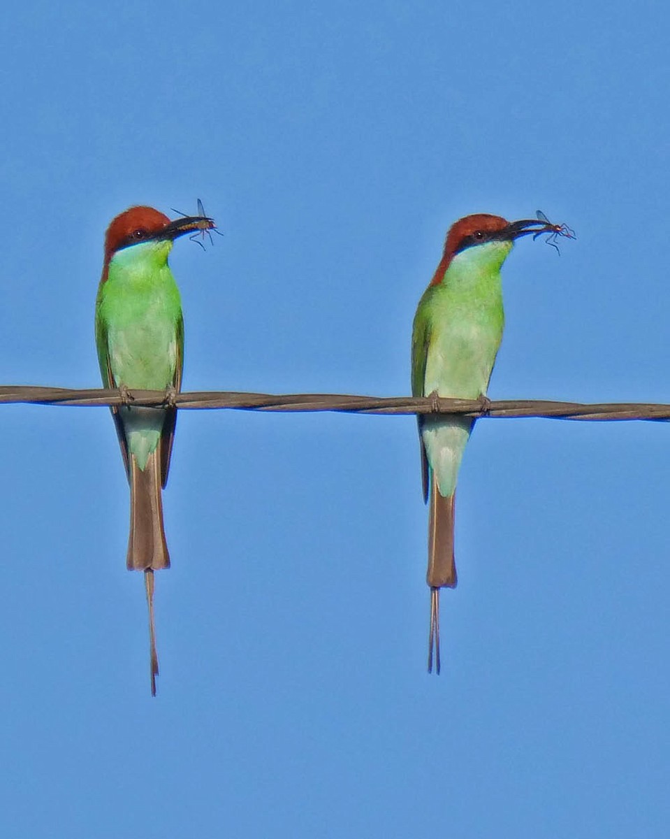 Rufous-crowned Bee-eater - ML620263315