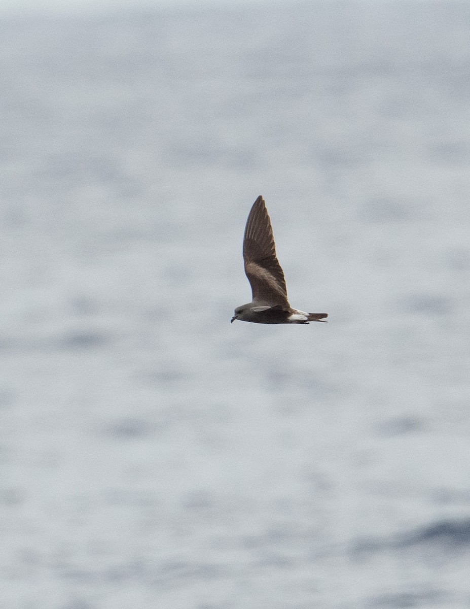 Leach's Storm-Petrel - ML620263317