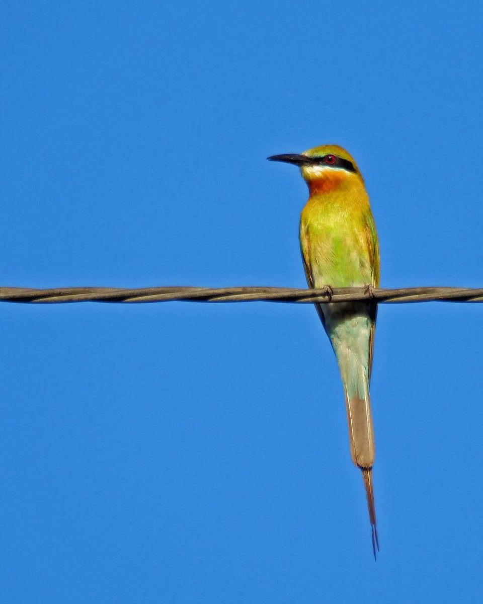 Blue-tailed Bee-eater - ML620263326