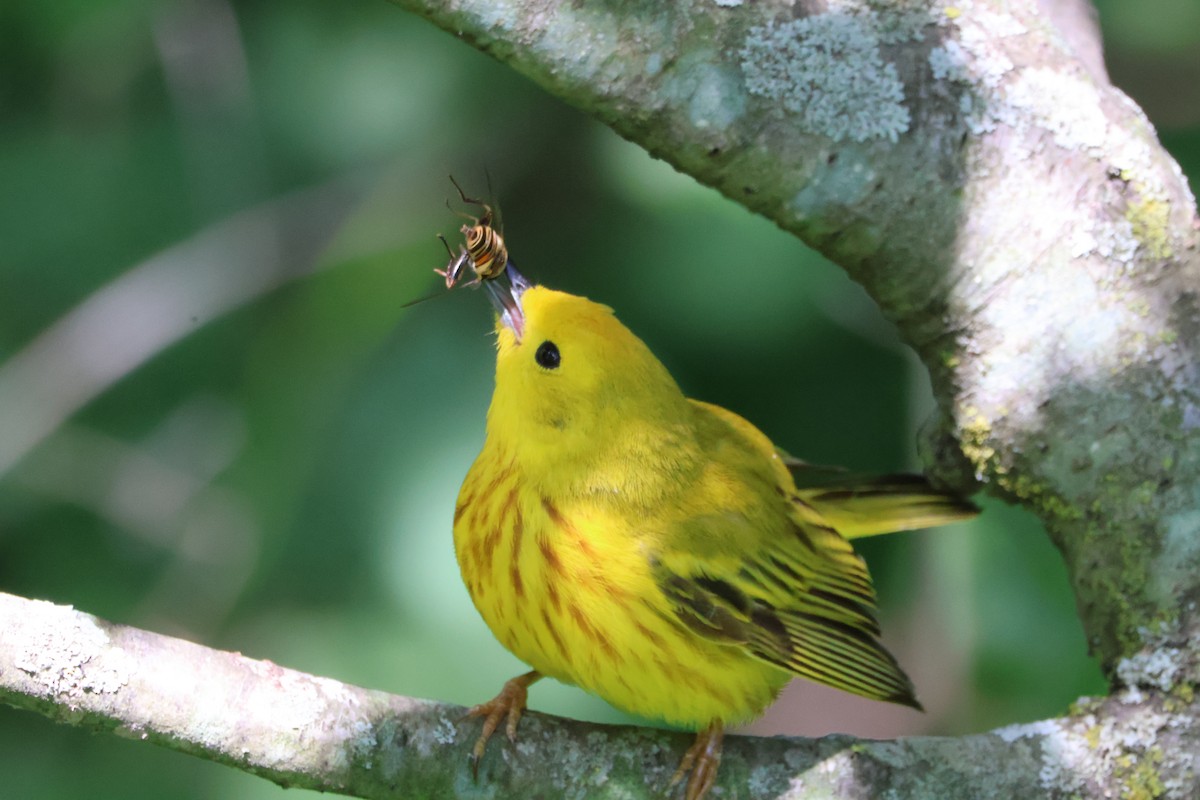 Yellow Warbler - ML620263329