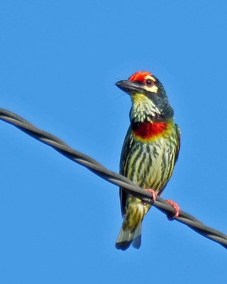 Coppersmith Barbet (Philippine Yellow-faced) - ML620263338