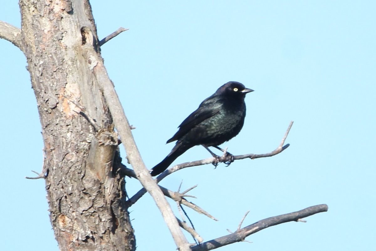 Brewer's Blackbird - ML620263341