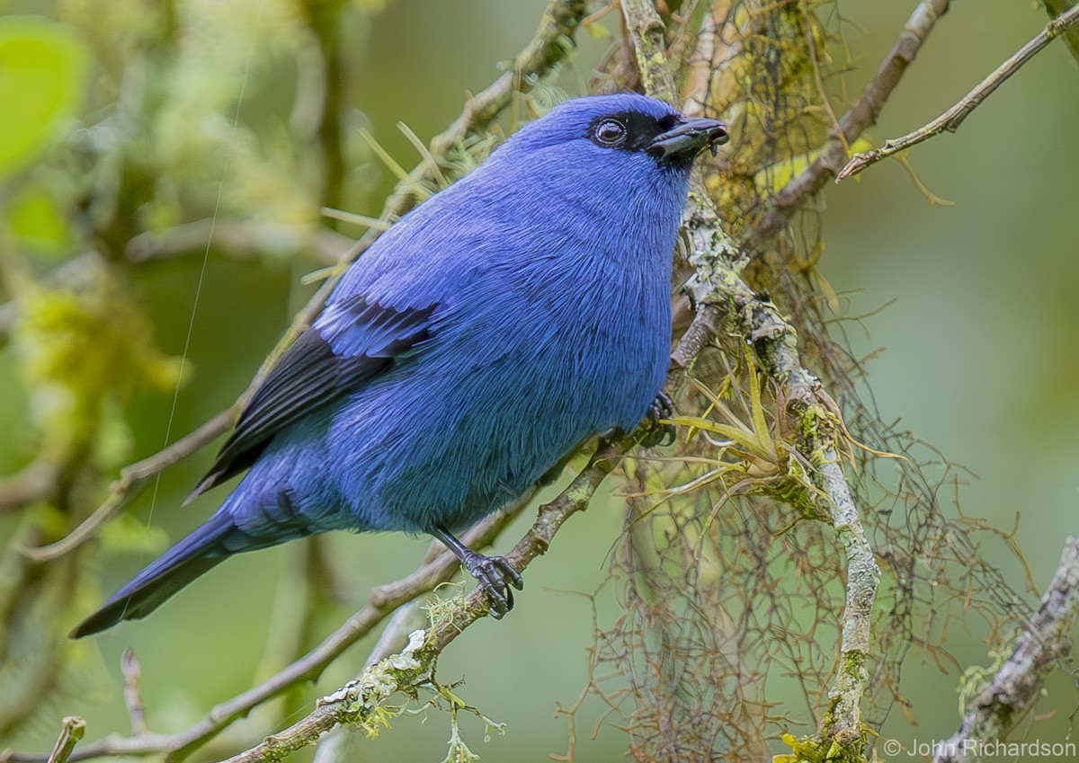 Blue-and-black Tanager - ML620263343