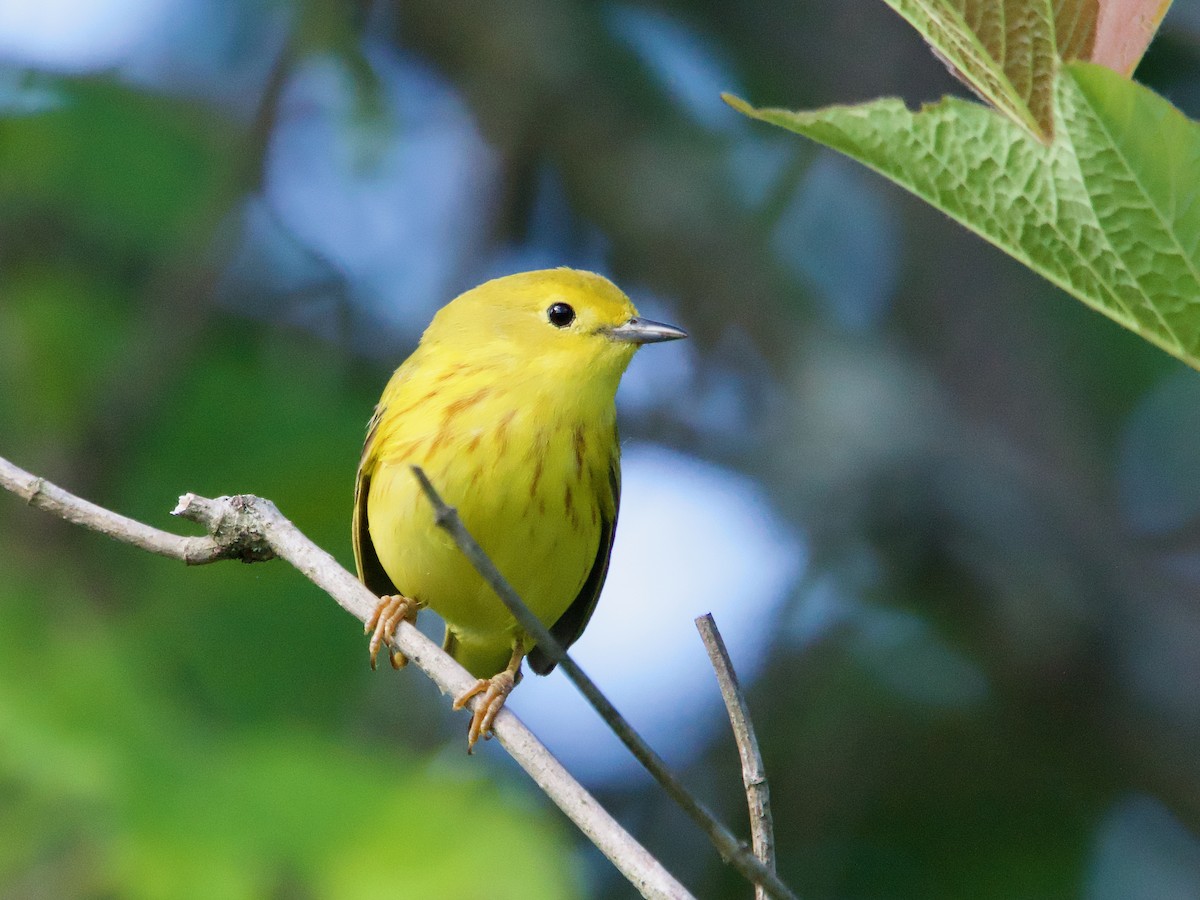 Yellow Warbler - ML620263345