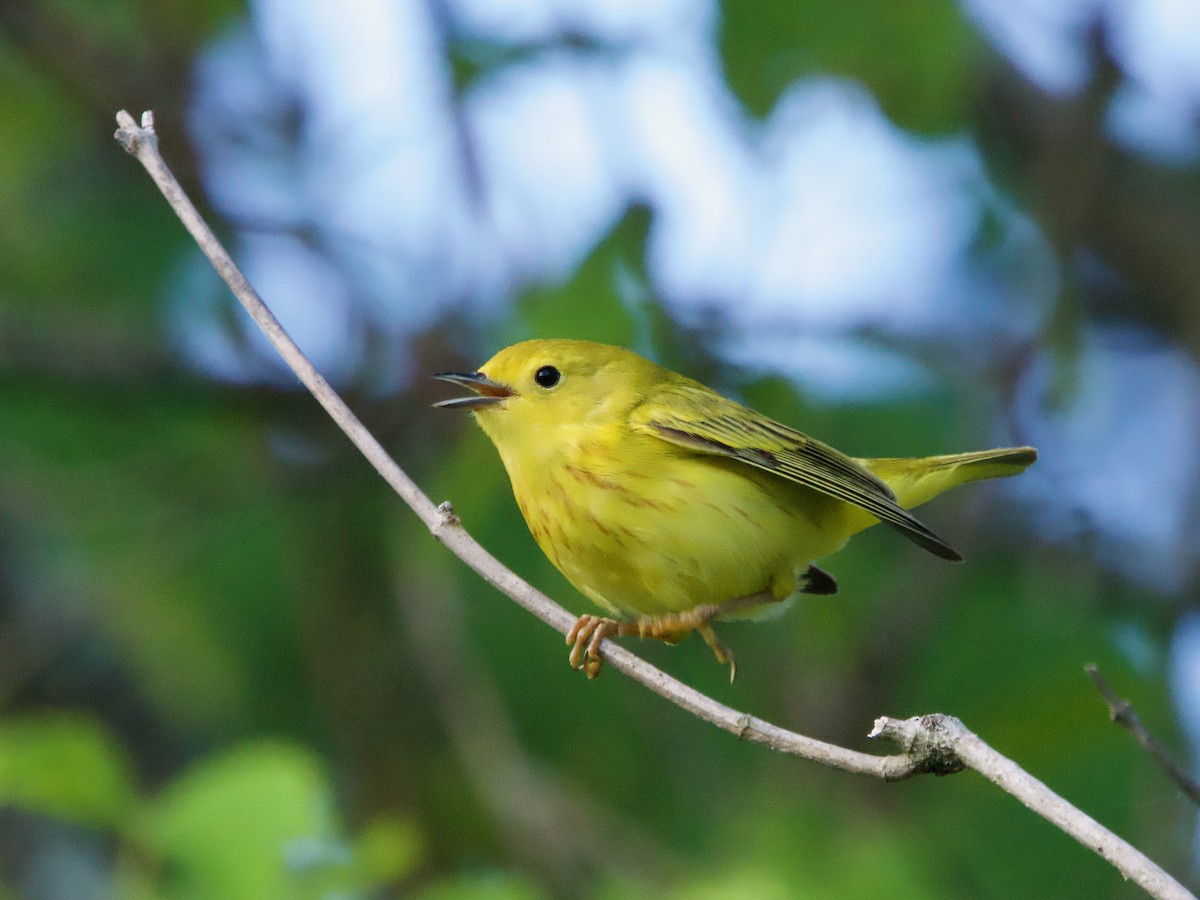 Yellow Warbler - ML620263354