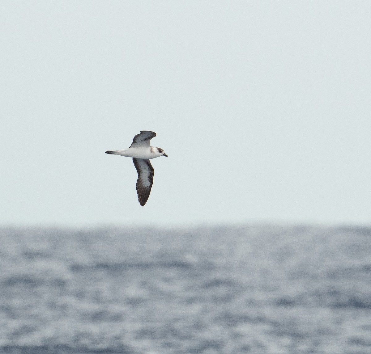 Black-capped Petrel - ML620263356