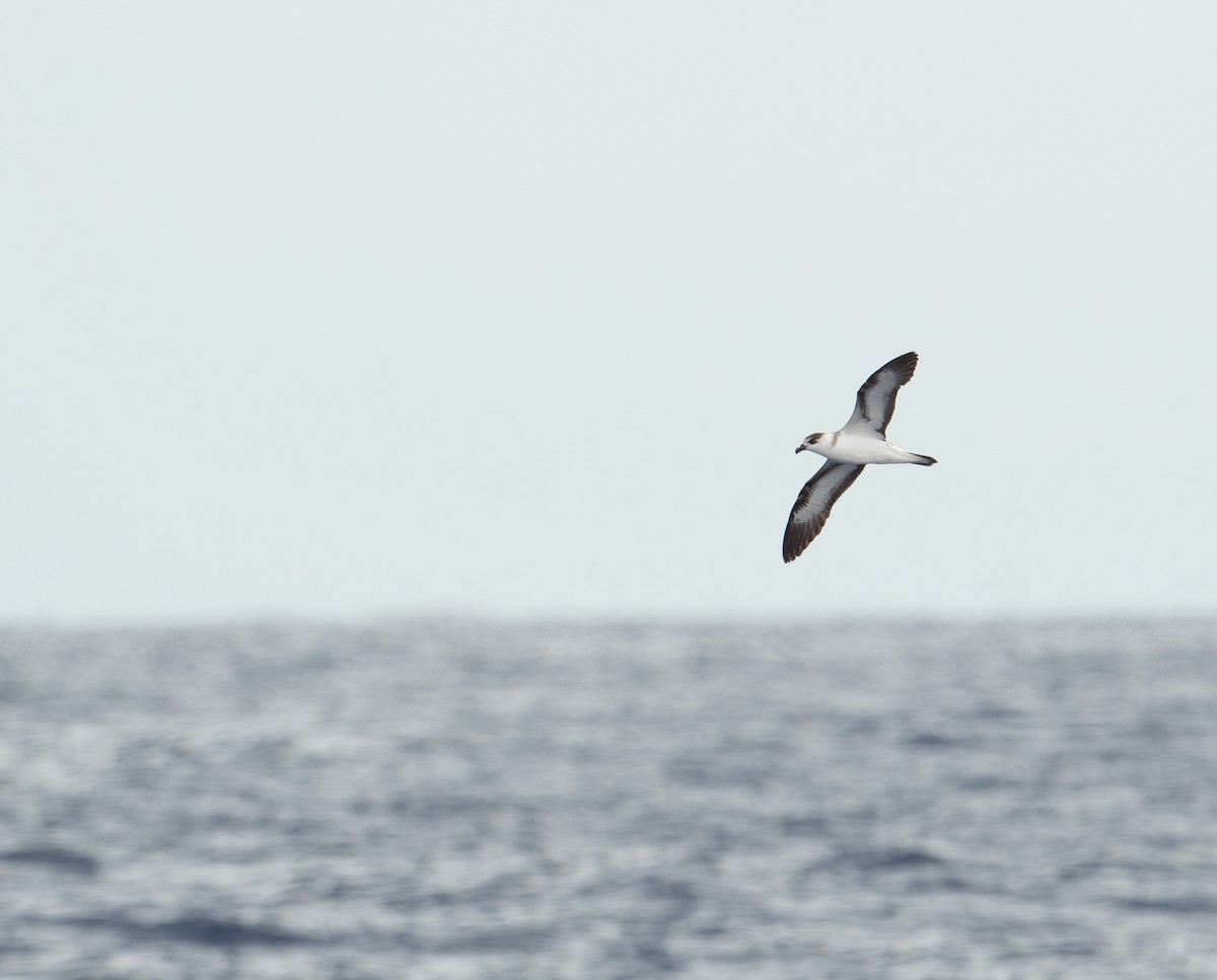 Black-capped Petrel - ML620263357