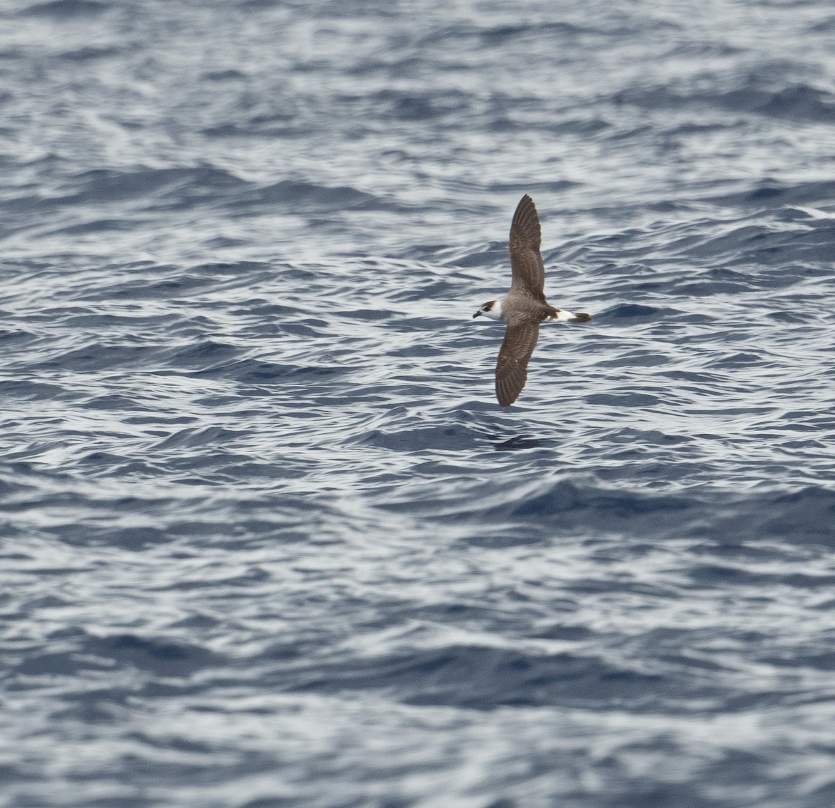 Black-capped Petrel - ML620263359