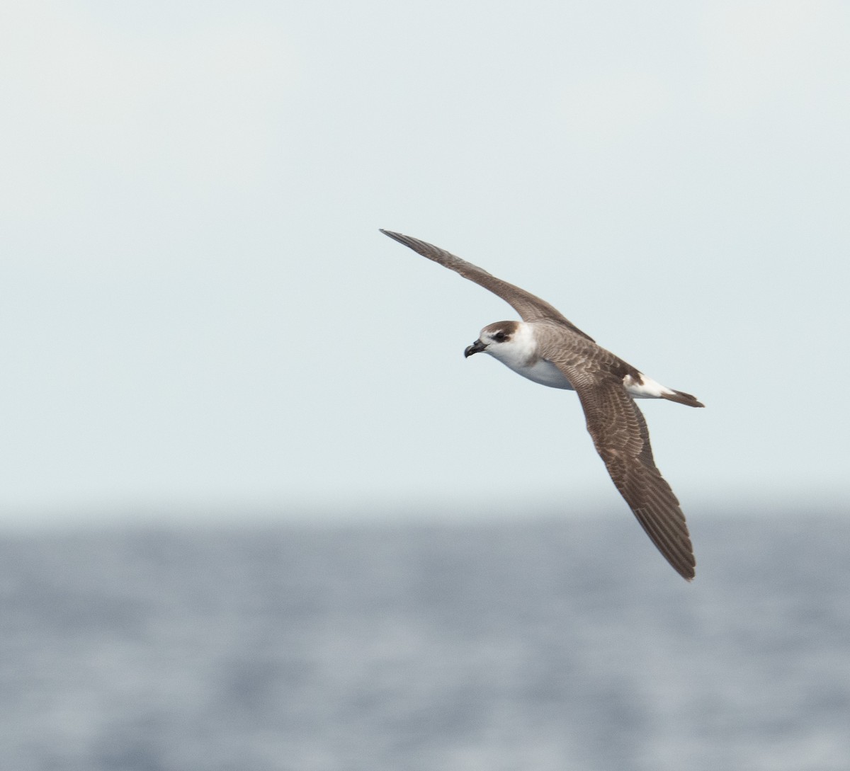 Black-capped Petrel - ML620263361