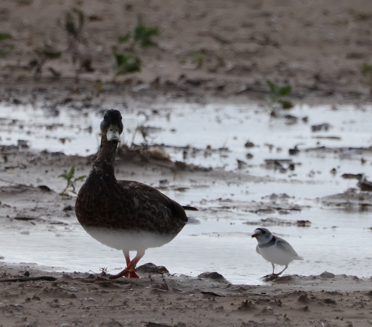 Piping Plover - ML620263368