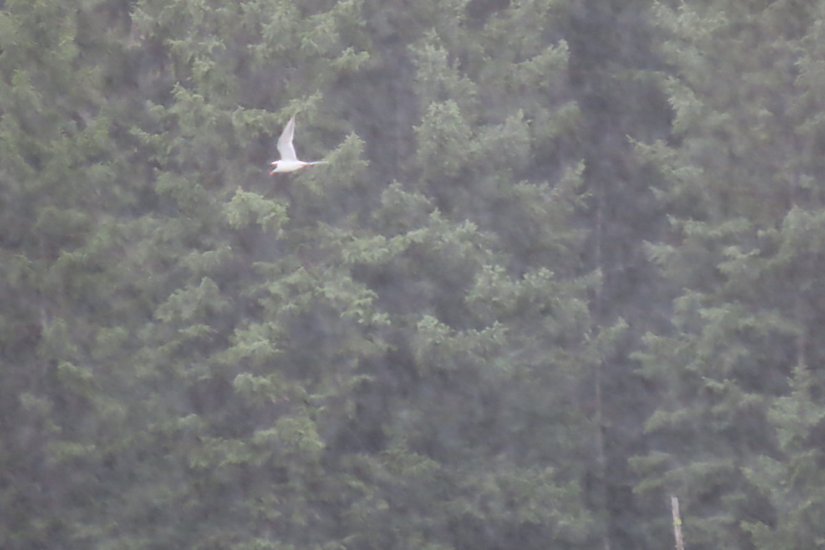 Forster's Tern - ML620263371