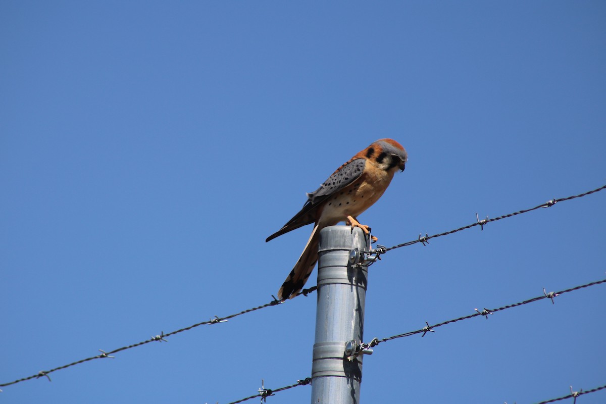 American Kestrel - ML620263373